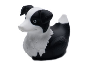 border collie duck