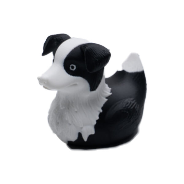 border collie duck